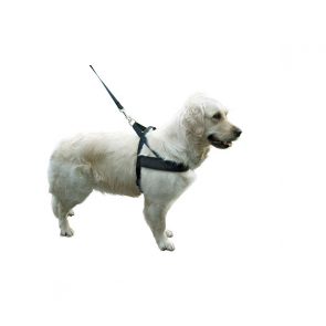 Harness Miami Plus